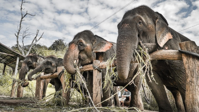 Elefanten in einer Auffangstation